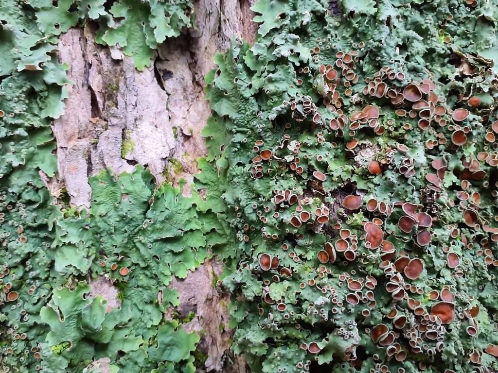Smooth lung lichen [photo: Daniel McRae]