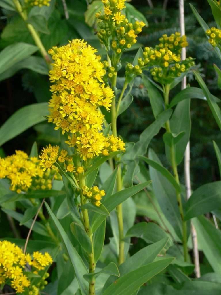 Golden native plant - The Buzz